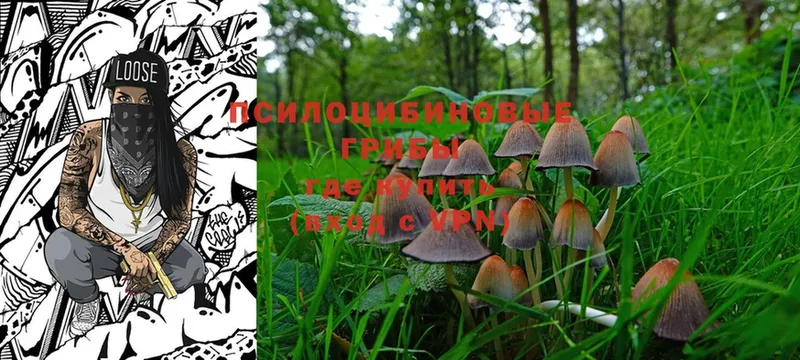 где купить наркоту  мега ССЫЛКА  Псилоцибиновые грибы MAGIC MUSHROOMS  Лосино-Петровский 